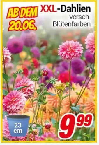 CENTERSHOP XXL-Dahlien Angebot