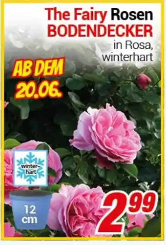 CENTERSHOP The Fairy Rosen BODENDECKER Angebot