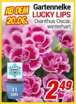 CENTERSHOP Gartennelke LUCKY LIPS Angebot