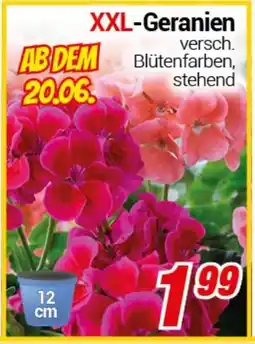 CENTERSHOP XXL-Geranien Angebot