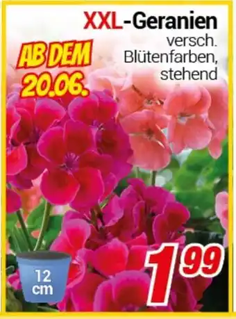 CENTERSHOP XXL-Geranien Angebot
