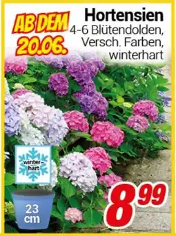 CENTERSHOP Hortensien Angebot