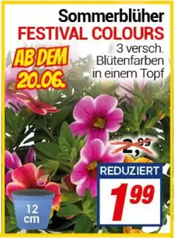 CENTERSHOP Sommerblüher FESTIVAL COLOURS Angebot