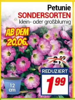 CENTERSHOP Petunie SONDERSORTEN Angebot