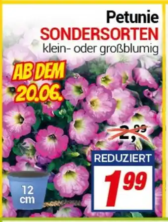 CENTERSHOP Petunie SONDERSORTEN Angebot