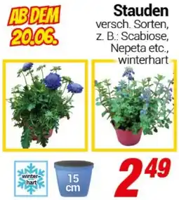 CENTERSHOP Stauden Angebot