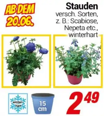 CENTERSHOP Stauden Angebot