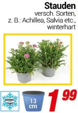 CENTERSHOP Stauden Angebot