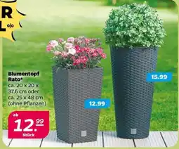 NETTO Blumentopf „Rato“ Angebot