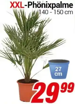 CENTERSHOP XXL-Phönixpalme Angebot