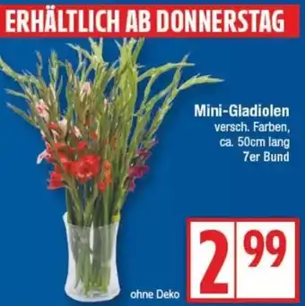 Edeka Mini-Gladiolen Angebot