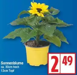Edeka Sonnenblume Angebot