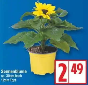 Edeka Sonnenblume Angebot
