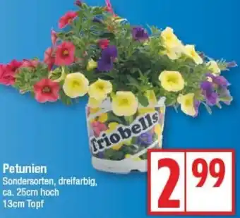 Edeka Petunien Angebot
