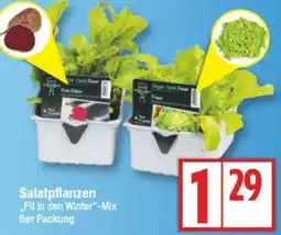 Edeka Salatpflanzen Angebot