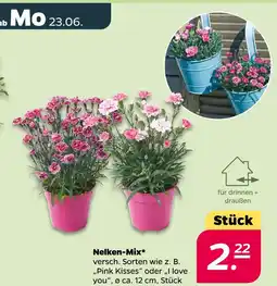 NETTO Nelken-mix pink kisses Angebot