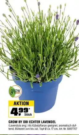 OBI GROW BY OBI ECHTER LAVENDEL Angebot