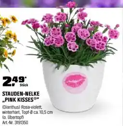 OBI STAUDEN-NELKE „PINK KISSE" Angebot