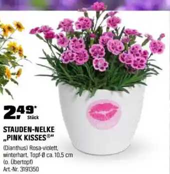 OBI STAUDEN-NELKE „PINK KISSE" Angebot