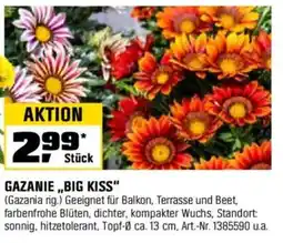OBI GAZANIE ,,BIG KISS" Angebot