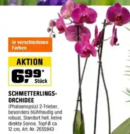 OBI SCHMETTERLINGS- ORCHIDEE Angebot