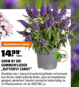 OBI GROW BY OBI SOMMERFLIEDER ,,BUTTERFLY CANDY" Angebot