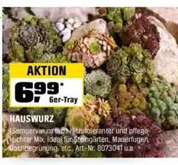 OBI HAUSWURZ Angebot