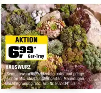 OBI HAUSWURZ Angebot