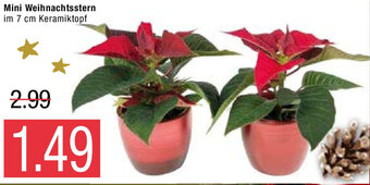 Marktkauf Mini Weihnachtsstern Angebot