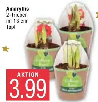 Marktkauf Amaryllis Angebot