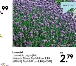 Hellweg Lavendel Angebot
