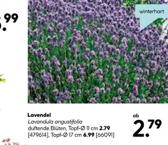 Hellweg Lavendel Angebot