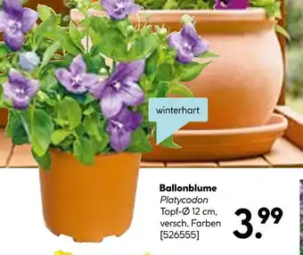 Hellweg Ballonblume Angebot