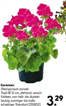 Hellweg Geranien Angebot