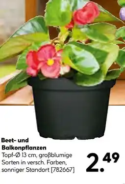Hellweg Beet- und balkonpflanzen Angebot