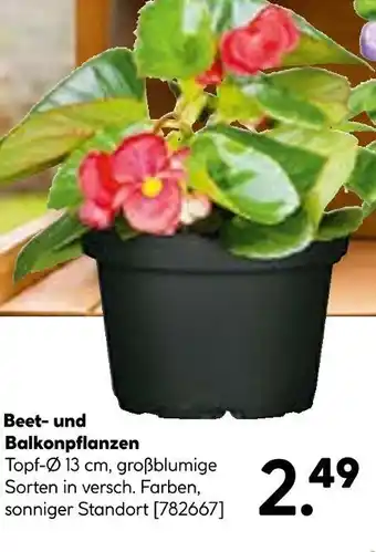 Hellweg Beet- und balkonpflanzen Angebot