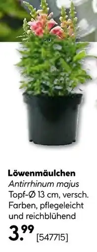 Hellweg Löwenmäulchen Angebot