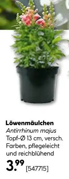 Hellweg Löwenmäulchen Angebot