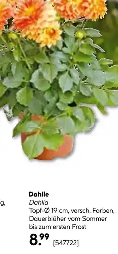 Hellweg Dahlie Angebot