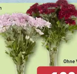 Aldi Nord Gardenline Chrysanthemen Angebot