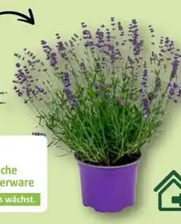 Aldi Nord Gardenline Lavendel Angebot