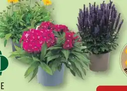Aldi Nord Gardenline Stauden Angebot