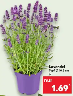 Kaufland Lavendel Angebot