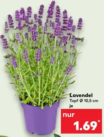 Kaufland Lavendel Angebot