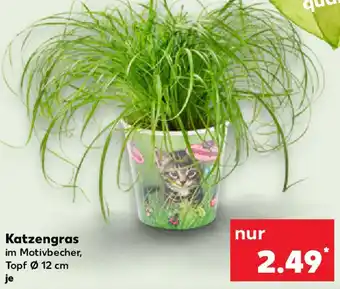 Kaufland Katzengras Angebot