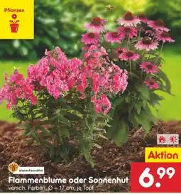Netto Marken-Discount Flammenblume oder Sonnenhut Angebot