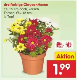 Netto Marken-Discount dreifarbige Chrysantheme Angebot