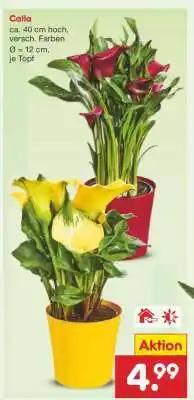 Netto Marken-Discount Calla Angebot
