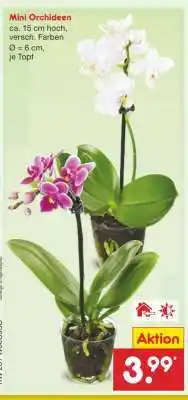 Netto Marken-Discount Mini Orchideen Angebot