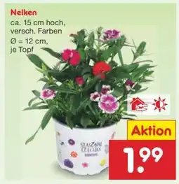 Netto Marken-Discount Nelken Angebot